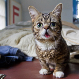 Jóvenes científicos secuenciarán el genoma de una gata en internet