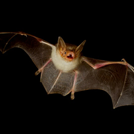 Fotografía de archivo de un murciélago. - EFE