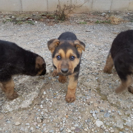 Cuatro cachorros abandonados./Twitter