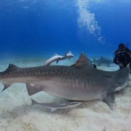 Bucear con tiburones para alertar de su peligro (de extinción)