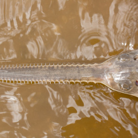 Los dientes de un joven pez sierra peine. / Florida Fish and Wildlife Conservation Commission (FWC)