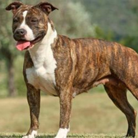 Un ejemplar de Staffordshire.