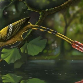 Un fósil de un ave con dientes revela el origen de las plumas. /DEVERSON PEPI