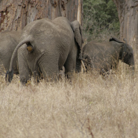 Investigadores del Instituto Tecnológico de Georgia (EE UU) han analizado la forma de defecar de 34 especies animales, incluidos los elefantes, para diseñar un pañal que permita a los astronautas pasar una semana dentro de su traje. / Wikip