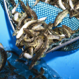 Los grupos ecologistas denuncian que el acuerdo no acaba con la sobrepesca. EFE