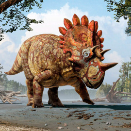 Recreación artística del 'Regaliceratops peterhewsi'.- Julius T. Csotonyi/Royal Tyrrell Museum