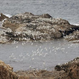 Gaviotas en el Cabo de Creus (Girona), integrado en la Red Natura 2000. EFE