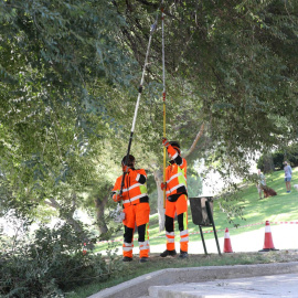 Técnicos municipales comprueban el estado de un árbol - Ayuntamiento de Madrid