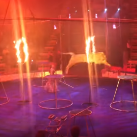 Espectáculo con tigres del circo de los hermanos Bagdasárov (Rusia).