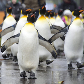 Un grupo de pingüinos marcha por el zoo de Basilea (Suiza). EFE/Georgios Kefalas