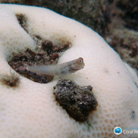 Un pequeño gobio se posa sobre coral blanqueado en Lizard Island, Gran Arrecife de Coral (Australia) / Greg Torda/ Andreas Dietzel