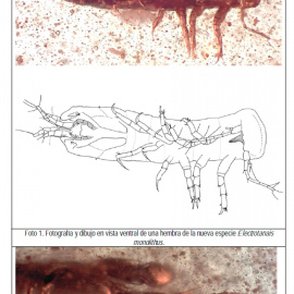 Fotografías, facilitadas por el Instituto Geológico y Minero de España, de fósiles de unos crustáceos similares a diminutas gambas con 105 millones de años de antiguedad que un grupo de investigadores españoles ha encontrado en el yacimient