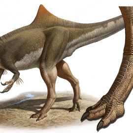 Reconstrucción del dinosaurio Pepito y detalle de sus patas posteriores similares a las de una gallina. /RAUL MARTÍN/UAM