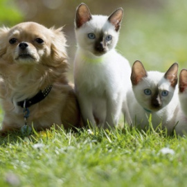 Escuela Animal trabajará para mejorar la convivencia entre animales y humanos - EFE/Maja Hitij