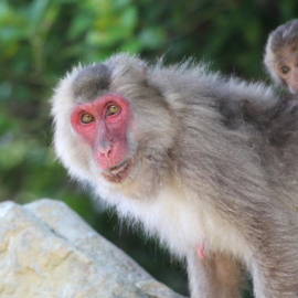 Uno de las doce hembras analizadas durante el estudio. / Lucie Rigaill. AGENCIA SINC.