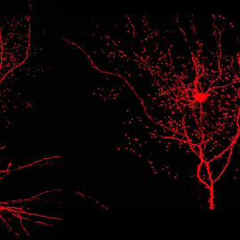 Rosehip, la neurona enigmática