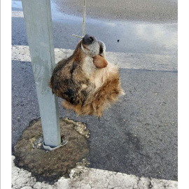 Imagen difundida por la Asociación de Vigilantes de la Seguridad Privada de Asturias