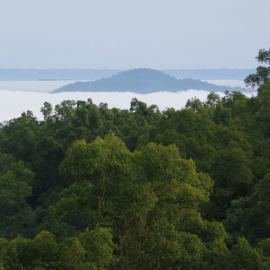 Reserva de Biosfera del Bosque de Majang en Etiopía.- UNESCO/Benno Böer