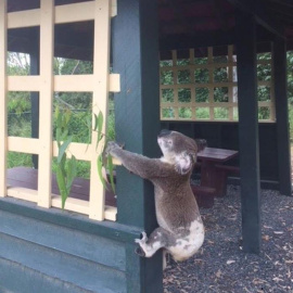 Australia investiga la muerte de un koala que apareció atornillado a un poste. / EFE