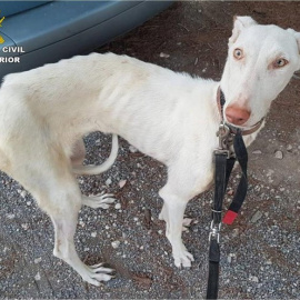 La Patrulla del Servicio de Protección de la Naturaleza (SEPRONA) de la Guardia Civil de Altea inició una investigación relacionada con un posible delito de maltrato animal