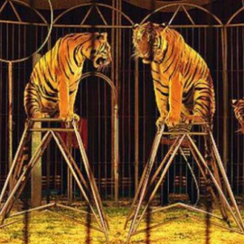 Tigres en un circo