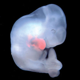 Un embrión quimérico creado previamente por el equipo. Belmionte Lab / SALK INSTITUTE