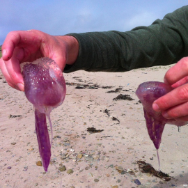 Veranos muy cálidos e inviernos poco lluviosos favorecen llegada de medusas