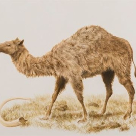 Hallan ADN de camello en Canadá similar a los de África y Asia