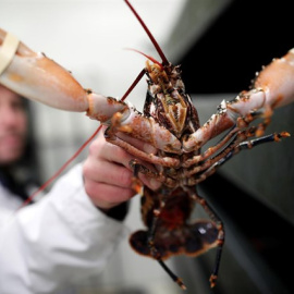Suiza prohíbe cocinar las langostas tirándolas en agua hirviendo. / Reuters