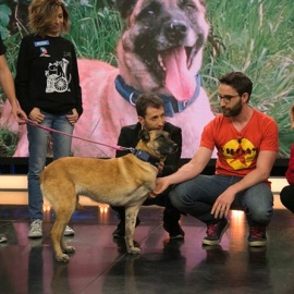 La perra Vespa acudió al programa 'El Hormiguero'. | A3