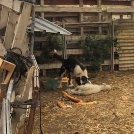 Una de las imágenes de cómo los perros de la finca sobreviven comiendo cadáveres VETERINARIA BASATI