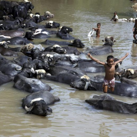 Unos niños se bañan junto a unos búfalos en las afueras de Jammu en la región de Cachemira, India. EFE/Str