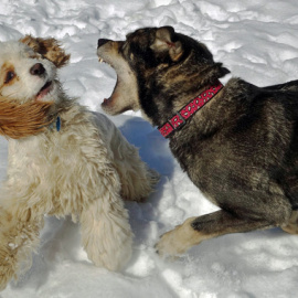 El nuevo estudio sugiere que los perros no fueron domesticados una vez, sino dos. / Tom Hart