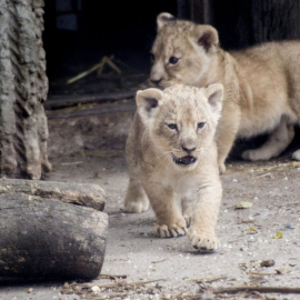 Dos cachorros de león en el zoo de Copenhague el pasado julio.- EFE