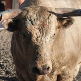 El chico fue corneado y no pudo sobrevivir a las heridas | EUROPA PRESS