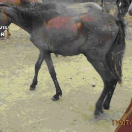 Estado de uno de los caballos rescatados. GUARDIA CIVI/SEPRONA
