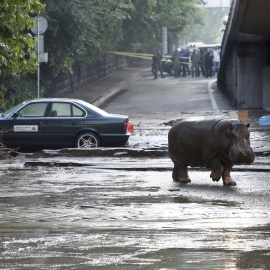 Un hipopótamo camina por las calles enfangadas de Tblisi. El animal se escapó del zoo por las fuetes riadas que golpearon la capital de Georgia. REUTERS/Beso Gulashvili