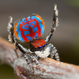 Maratus Bubo, la nueva especia de araña descubierta en Australia. Jurgen Otto/Handout