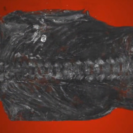 Una minimomia egipcia de halcón resulta ser un feto humano malformado