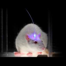 Ratón preparado para un experimento de optogenética, en el que las neuronas se activan y desactivan con pulsos de luz. /UNIVERSIDAD DE STANFORD