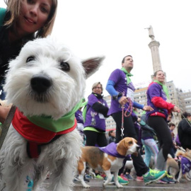 Vista de la salida de la VII Carrera Solidaria por la Adopción y la Tenencia de Animales de Compañía de Perrotón que ha tenido lugar hoy en la plaza de Colón de Madrid. EFE/Zipi