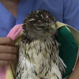 Ave tratada por la Guardia Civil en la Operación Fulgor.  / Guardia Civil