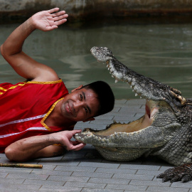 Un hombre mete la cabeza entre las fauces de un cocodrile durante una actuación para turistas en el Sriracha Tiger Zoo al este de Bangkok, Tailandia.  REUTERS/Chaiwat Subprasom