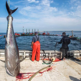 Un grupo de pescadores capturan atunes en aguas de Barbate (Cádiz).- EFE