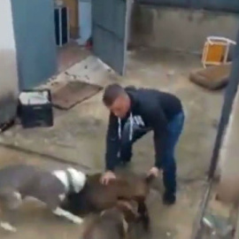 Imagen del video difundido por Pacma en el que se ve a un jabato atacado por dos perros