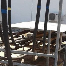 El mono sobre el transformador de la planta keniana de Gitaru, que provó un apagón en todo el país africano.