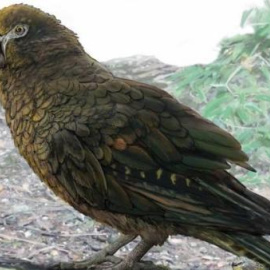 Recreación del 'Heracles inexpectatus', el loro más grande del mundo. / BRIAN CHOO - UNIVERSIDAD DE FLINDERS