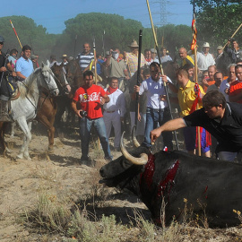 El descabello del Toro de la Vega en las fiesta de 2014. PACMA