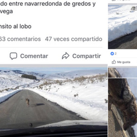 Imágenes publicadas en la página "Gredos sin lobos" de Facebook que ha sido finalmente cerrada.