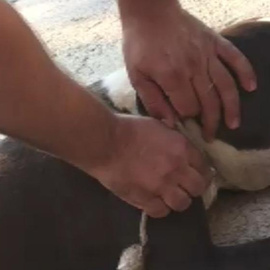 La Guardia Civil auxilia al perro que agonizaba en Guillena (Sevilla) | Europa Press